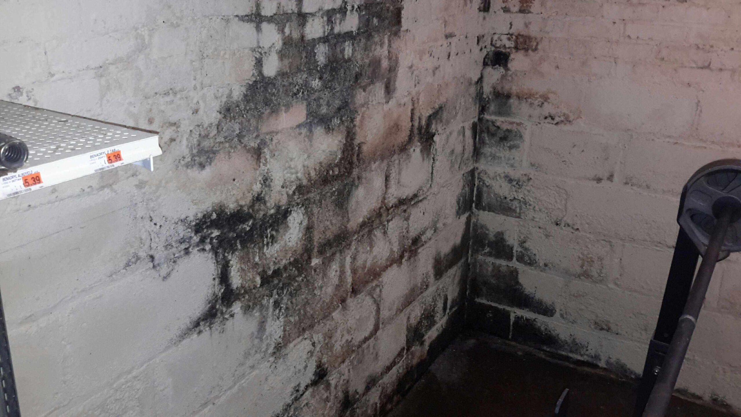 Read more about the article Understanding Mold: Types and Causes