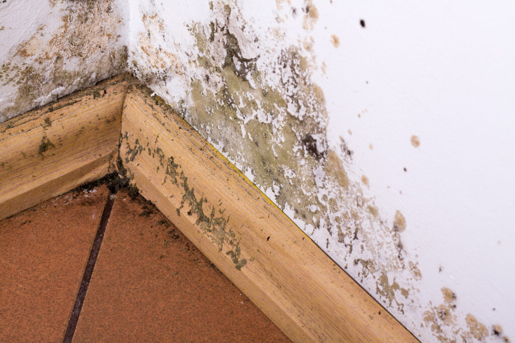 Certified Mold removal Specialist Newark NJ