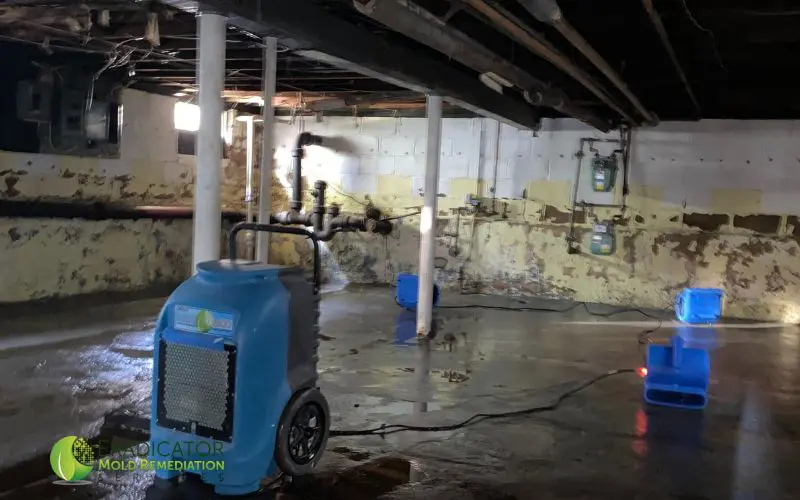 Certified Mold Removal and Remediation Expert Rahway NJ