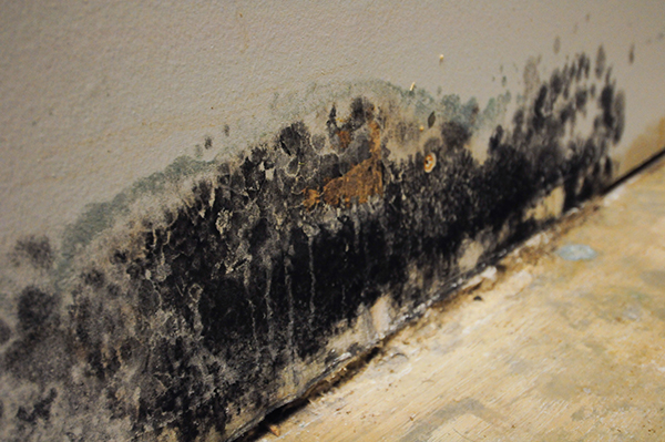 Certified Mold Remediation Specialist Newark NJ